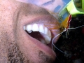 Cleaner Shrimp