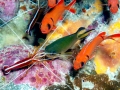 Cleaner Shrimp
