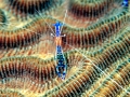 Cleaner Shrimp