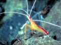 Cleaner Shrimp