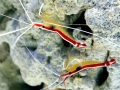 Cleaner Shrimp