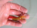 Cleaner Shrimp