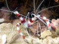 Cleaner Shrimp