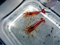 Cleaner Shrimp