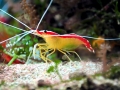 Cleaner Shrimp