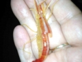 Cleaner Shrimp