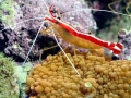 Cleaner Shrimp