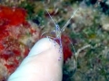 Cleaner Shrimp