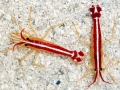 Cleaner Shrimp