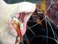 Cleaner Shrimp