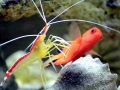 Cleaner Shrimp