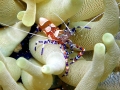 Cleaner Shrimp