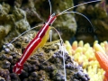 Cleaner Shrimp