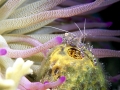 Cleaner Shrimp