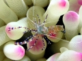 Cleaner Shrimp