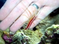 Cleaner Shrimp