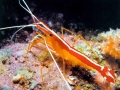 Cleaner Shrimp
