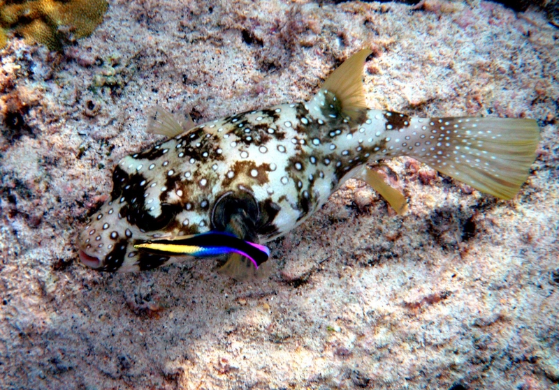 Cleaner Wrasse
