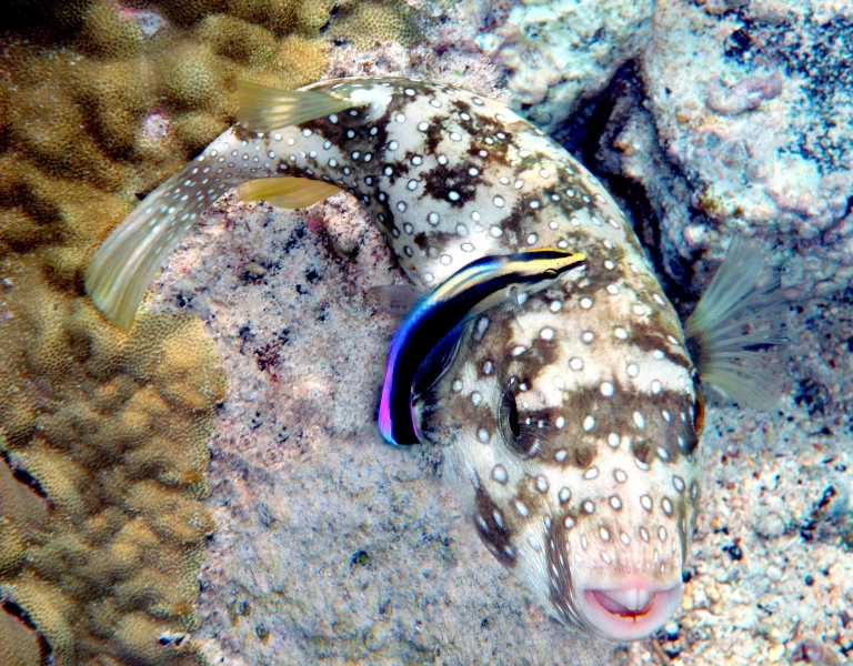 Cleaner Wrasse
