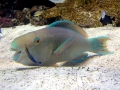 Cleaner Wrasse