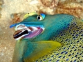 Cleaner Wrasse