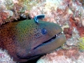 Cleaner Wrasse