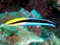 Cleaner Wrasse