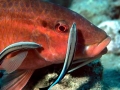 Cleaner Wrasse