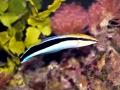 Cleaner Wrasse
