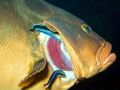 Cleaner Wrasse