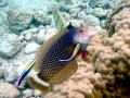 Cleaner Wrasse