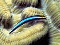 Cleaner Wrasse