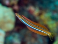 Cleaner Wrasse