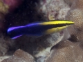 Cleaner Wrasse