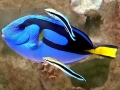 Cleaner Wrasse