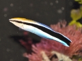 Cleaner Wrasse