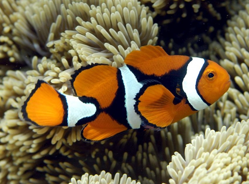 Clownfish