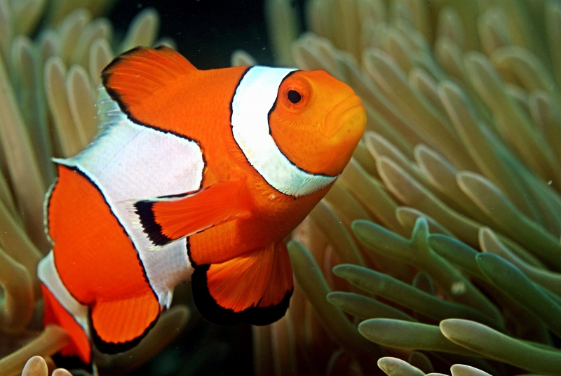 Clownfish