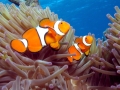 Clownfish