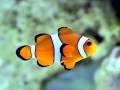 Clownfish