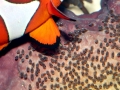 Clownfish