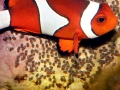 Clownfish