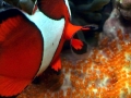 Clownfish
