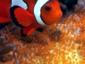 Clownfish