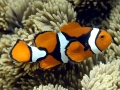 Clownfish