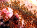 Clownfish