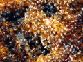 Clownfish