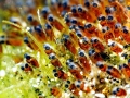 Clownfish