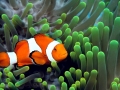 Clownfish