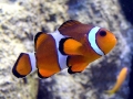 Clownfish
